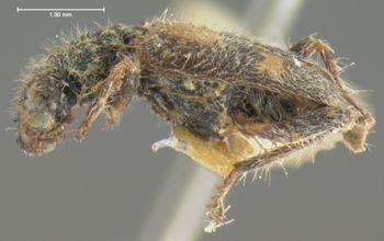 Media type: image;   Entomology 3567 Aspect: habitus lateral view